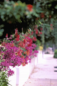 North America, USA, Florida, Key West. Flowers along sidewalk