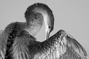 Images Dated 28th September 2005: North America, USA, Florida, Melbourne, Anhinga bird in an elegant pose in black and white