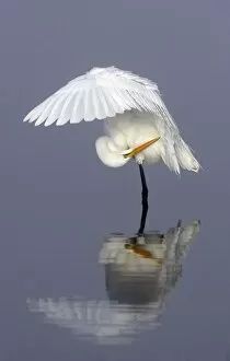 Images Dated 9th February 2005: North America, USA, Florida, Merritt Island, a solitary great egret gracefully bending