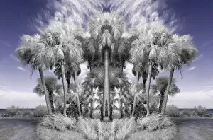 Images Dated 12th September 2006: North America, USA, Florida, Merritt Island, infrared digitally altered palm trees in the wind