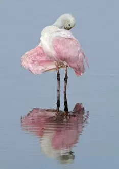 Images Dated 17th December 2006: North America, USA, Florida, Merritt Island, young roseate spoonbill preening her