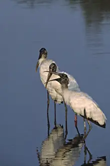 Trio Prints: North America, USA, Florida, Merritt Island National Wildlife Refuge. Three Wood Storks