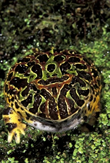 Michele Westmorland Prints: North America, USA, Florida, Miami. Argentine horned frog (Ceratophrys ornata)