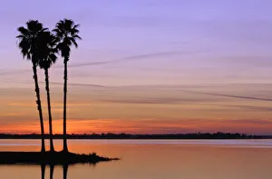 Images Dated 30th December 2005: North America, USA, Florida, Mt. Dora, a trio of stately palms in silhouette on an