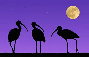 North America, USA, Florida, Mt. Dora, Digitally altered image of three ibis with