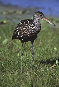 North America, USA, Florida, Myakka River State Park. A Limpkin (Aramus guarauna)
