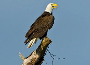Images Dated 15th March 2014: North America, USA, Florida, North Fort Meyers, Bayshore Drive, American Bald Eagle