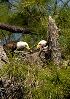 Prints of North America, USA, Florida, North Ft. Meyers, American Bald Eagle, Pair at Nest Images Dated 2018 June: North America, USA, Florida, North Ft. Meyers, American Bald Eagle, Pair at Nest