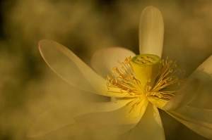 Images Dated 25th July 2005: North America, USA, Florida, Orlando, lotus flower photographed through babies breath