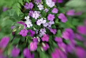Images Dated 16th October 2007: North America, USA, Florida, Orlando, blurred lavender and pink impatiens with a sense of motion