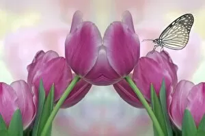 Images Dated 16th October 2007: North America, USA, Florida, Orlando, digital composite of pastel pink tulips