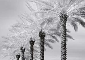 Images Dated 11th January 2007: North America, USA, Florida, Orlando, a row of stately palm trees in infrared
