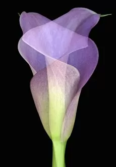 Images Dated 14th February 2006: North America, USA, Florida, Orlando, double exposure of an intertwined purple calla lily