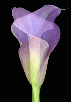 Images Dated 14th February 2006: North America, USA, Florida, Orlando, double exposure of an intertwined purple calla lily
