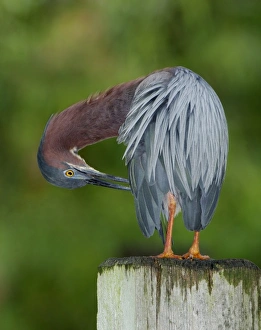 Images Dated 2nd June 2005: North America, USA, Florida, Orlando, colorful heron perched upon a post grooming