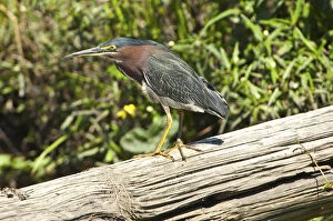 Images Dated 5th March 2007: North America, USA, Florida, Pahoke, Green Heron hunting from log