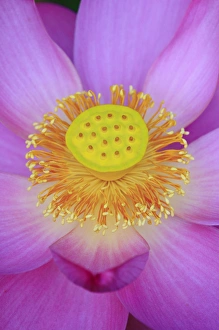 North America, USA, Florida, Pensacola. Lotus bloom in the summer
