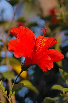 Images Dated 26th March 2006: North America, USA, Florida, Ponce Inlet, red Hibiscus