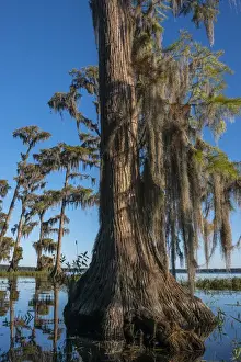 North America, USA, Florida, Pond cyprus (Taxodium ascendens)and Spanish Moss (Tillandsia