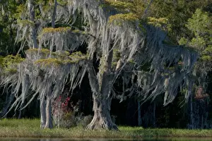 Images Dated 2nd November 2014: North America, USA, Florida, Pond cyprus (Taxodium ascendens)and Spanish Moss (Tillandsia