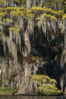 Images Dated 2nd November 2014: North America, USA, Florida, Pond cyprus (Taxodium ascendens)and Spanish Moss (Tillandsia