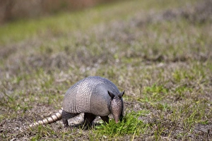 Images Dated 3rd March 2010: North America, USA, Florida, Port Charlotte. Nine-banded Armadillo