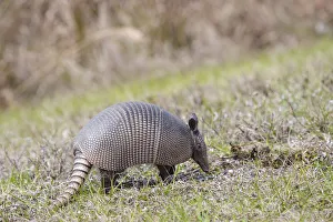 Rebecca Jackrel Prints: North America, USA, Florida, Port Charlotte. Nine-banded Armadillo
