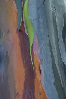 Images Dated 29th October 2014: North America, USA, Florida, Rainbow Gum (Eucalyptus deglupta) detail of tree bark