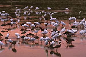 Images Dated 20th January 2014: North America, USA, Florida, Sanibel Island, Ding Darling National Wildlife Refuge