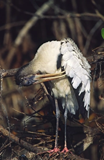 Preening Prints: North America, USA, Florida, Sanibel Island, Ding Darling National Wildlife Refuge