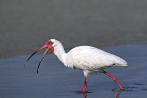 Images Dated 20th January 2014: North America, USA, Florida, Sanibel Island. A White Ibis (Eudosimus albus) in breeding
