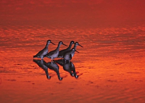 Images Dated 22nd July 2010: North America, USA, Florida, Sanibel Island, Ding Darling National Wildlife Refuge