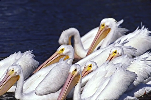 North America, USA, Florida, Sanibel Island, Ding Darling National Wildlife Refuge