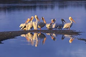 North America, USA, Florida, Sanibel Island, Ding Darling National Wildlife Refuge