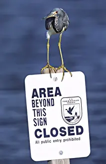 Images Dated 20th January 2014: North America; USA; Florida; Sanibel Island; A Tricolored Heron (Egretta tricolor)