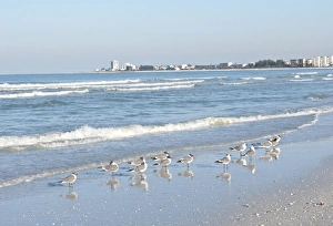 North America, USA, Florida, Sarasota, Crescent Beach, Siesta Key, Laughing Gulls