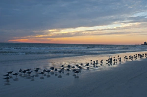 North America, USA, Florida, Sarasota, cloudy Sunset on the Crescent Beach, Siesta Key
