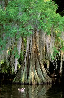 Images Dated 2nd August 2006: North America, USA, Florida, Skorcrueswamp. Swamp and Cypress Tree