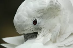 Images Dated 10th April 2007: North America, USA, Florida, St. Augustine, a cuddly cockatoo grooms her feathers