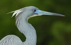Images Dated 14th April 2007: North America, USA, Florida, St. Augustine, a tri-colored heron portrait against a green background