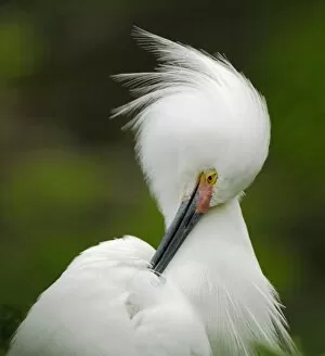 Images Dated 10th April 2007: North America, USA, Florida, St. Augustine, a singular snowy egret grooms herself