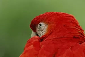 Images Dated 10th April 2007: North America, USA, Florida, St. Augustine, a bright red macaw peeks over his shoulder
