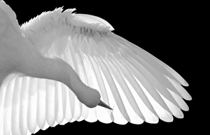 Images Dated 15th June 2005: North America, USA, Florida, St. Augustine, Black and White backlit capture of a
