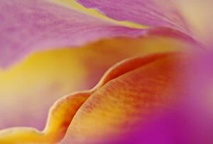 North America, USA, Florida, Tropical orchid close-up, curves and color