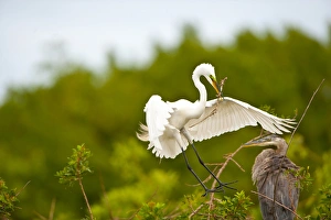 North America, USA, Florida, Venice, Audubon Sanctuary, Common Egret Flying with