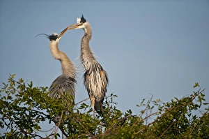 Images Dated 24th March 2010: North America, USA, Florida, Venice, Great Blue Heron, Courting, nest relief ceremony