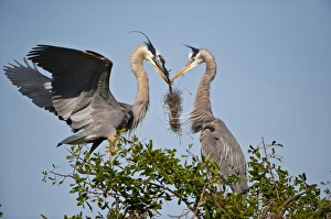 Images Dated 24th March 2010: North America, USA, Florida, Venice, Great Blue Heron, Courting stick transfer ceremony