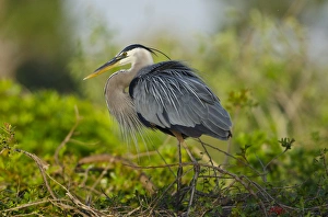 Images Dated 16th March 2011: North America, USA, Florida, Venice, Great Blue Heron breeding Plummage, perched