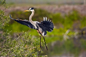 Images Dated 16th March 2011: North America, USA, Florida, Venice, Great Blue Heron, braking for landing