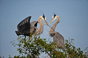 Images Dated 24th March 2010: North America, USA, Florida, Venice, Great Blue Heron, Courting stick transfer ceremony